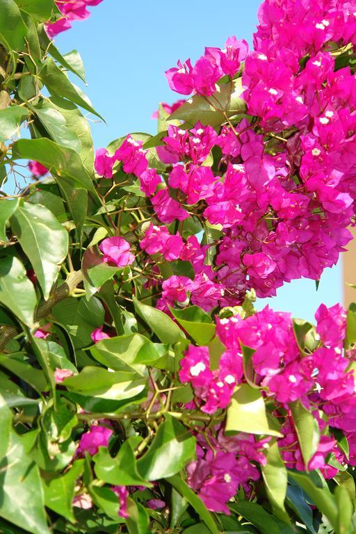 Guest house Nefeli Agios Georgios (Corfu)